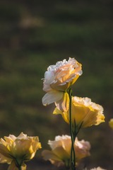 DSC_6608
