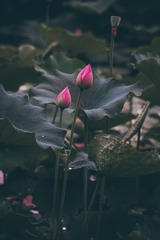 DSC_2464-3