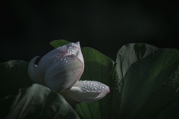 1000033437