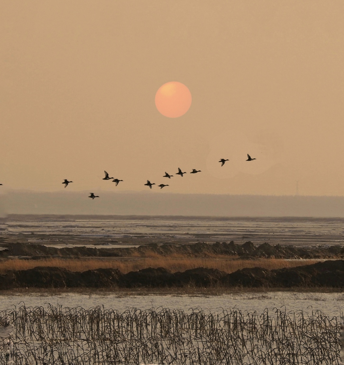 长河落日圆包头黄河湿地