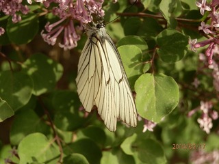 P5170929