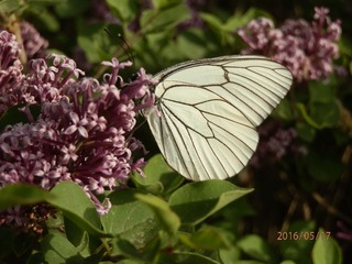 P5170925