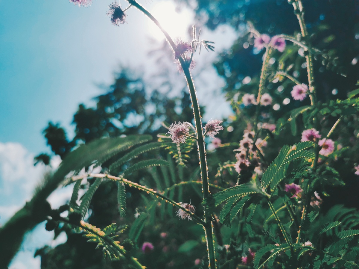 发现美丽的风景