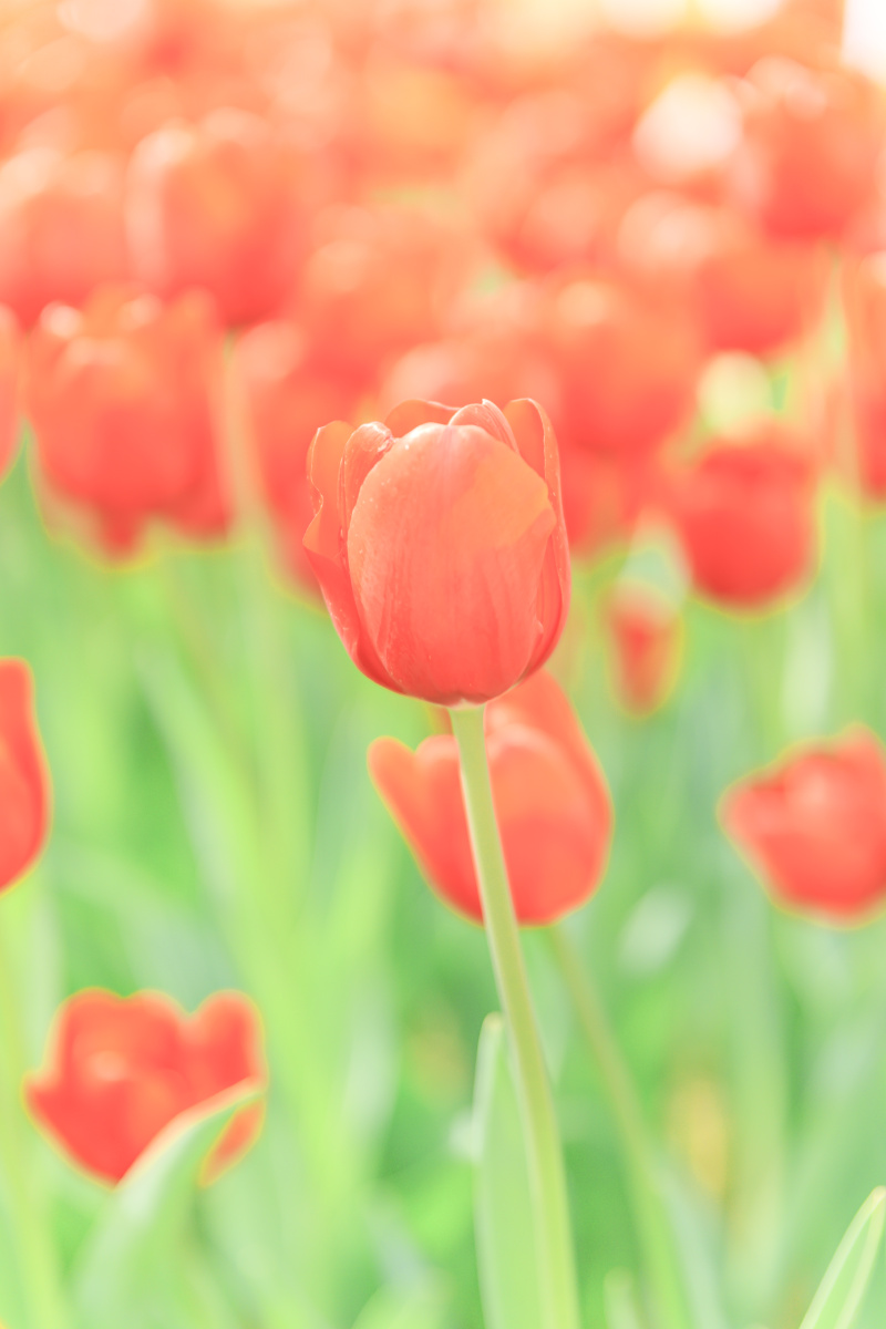 春日来信浪漫粉色的郁金香花海
