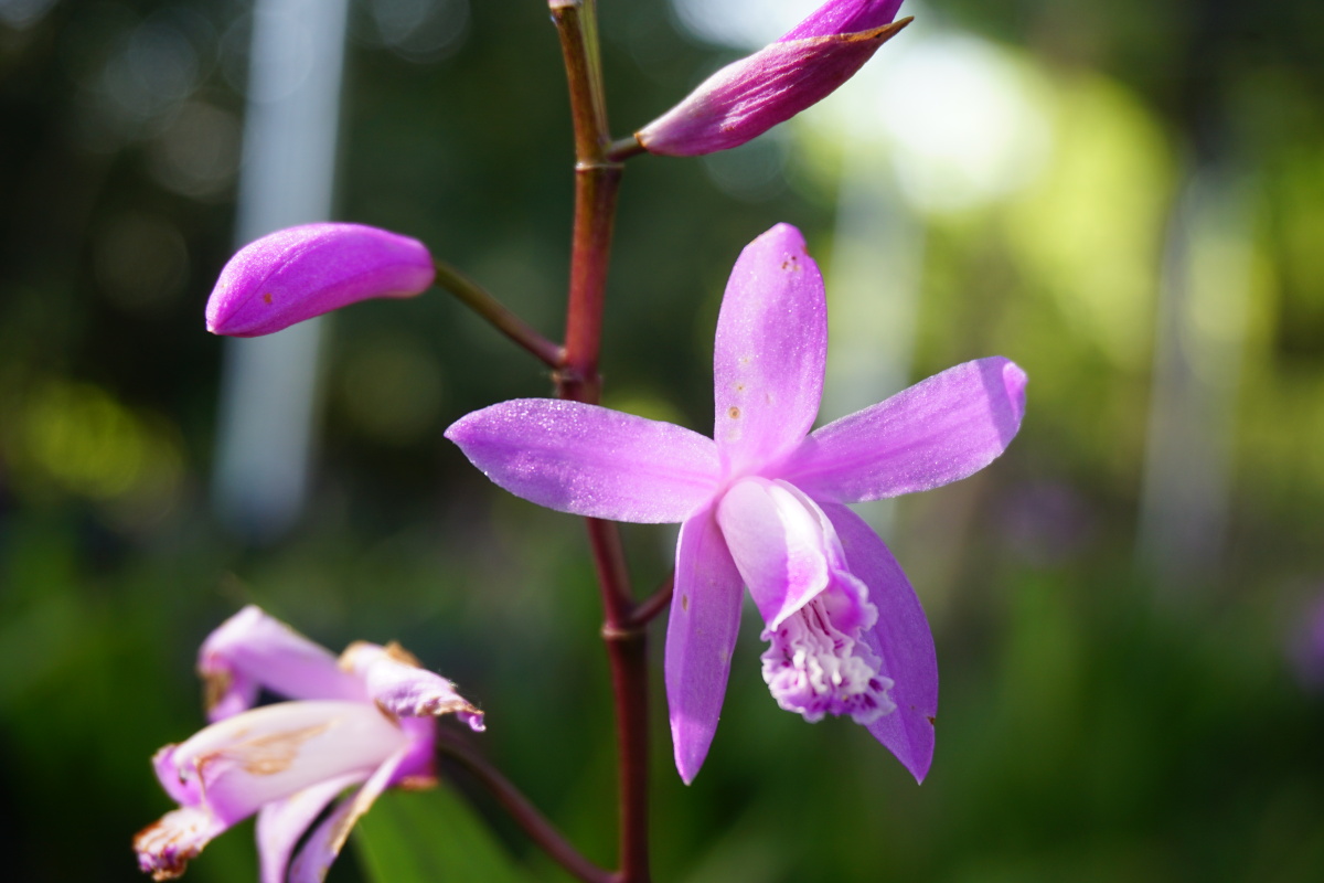 白芨- fc陈凡 - 图虫