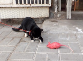 吸引过来