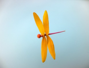 花蜻蜓1