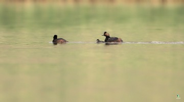 IMG_5424X