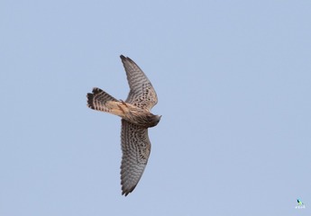 IMG_7921X