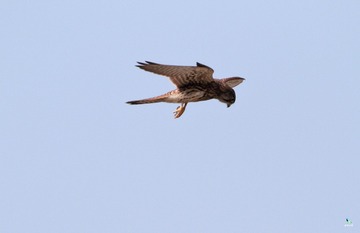 IMG_7879X