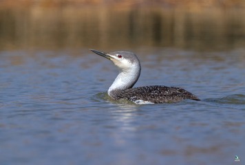 IMG_0204X