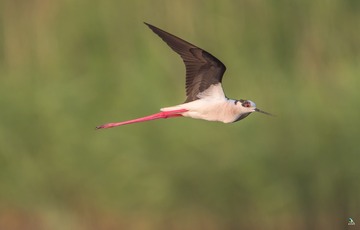 IMG_8545X
