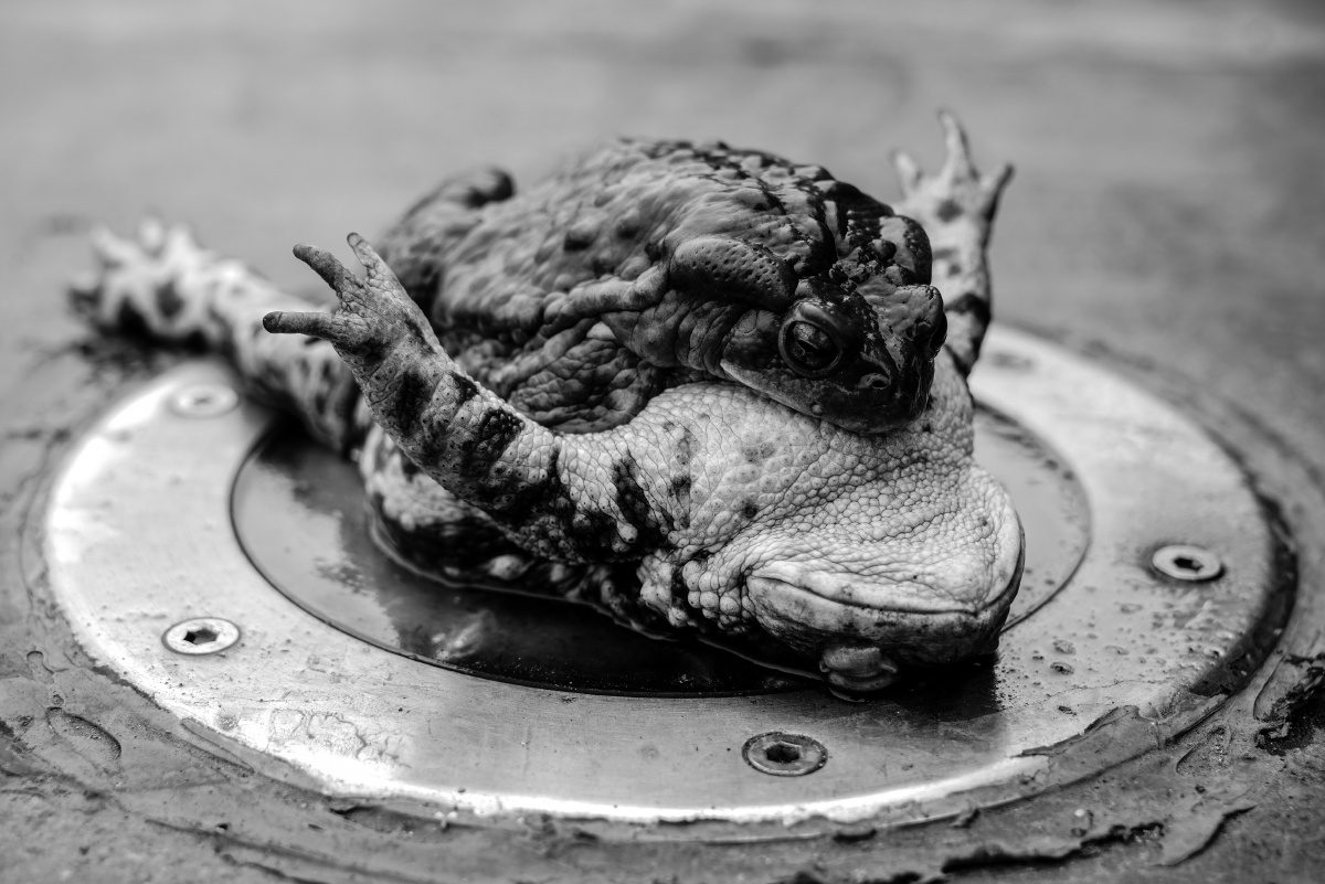 生死相依 - 龙门牙 - 图虫