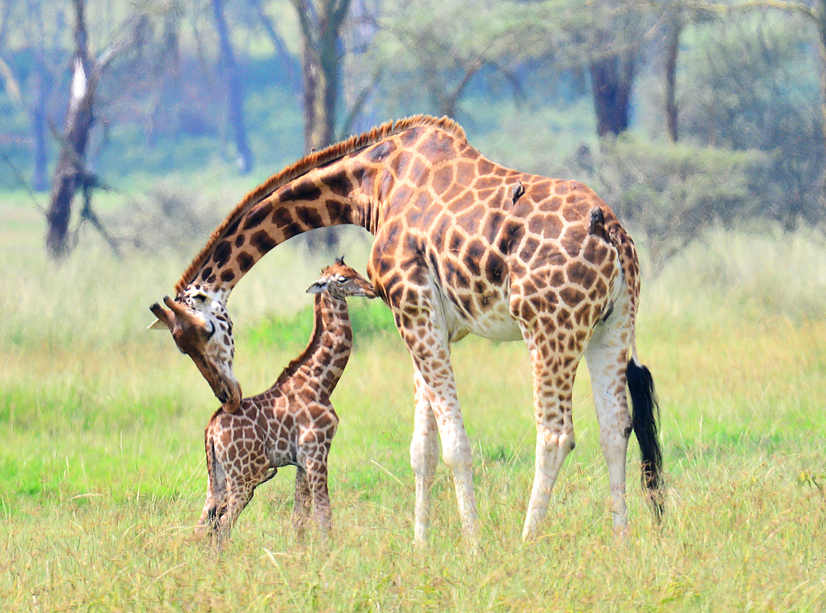 非洲大陆上刚出生几分钟的小长颈鹿还不会走