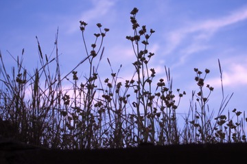 LRM_EXPORT_20200502_101713