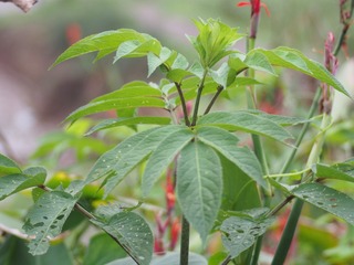 p1010088