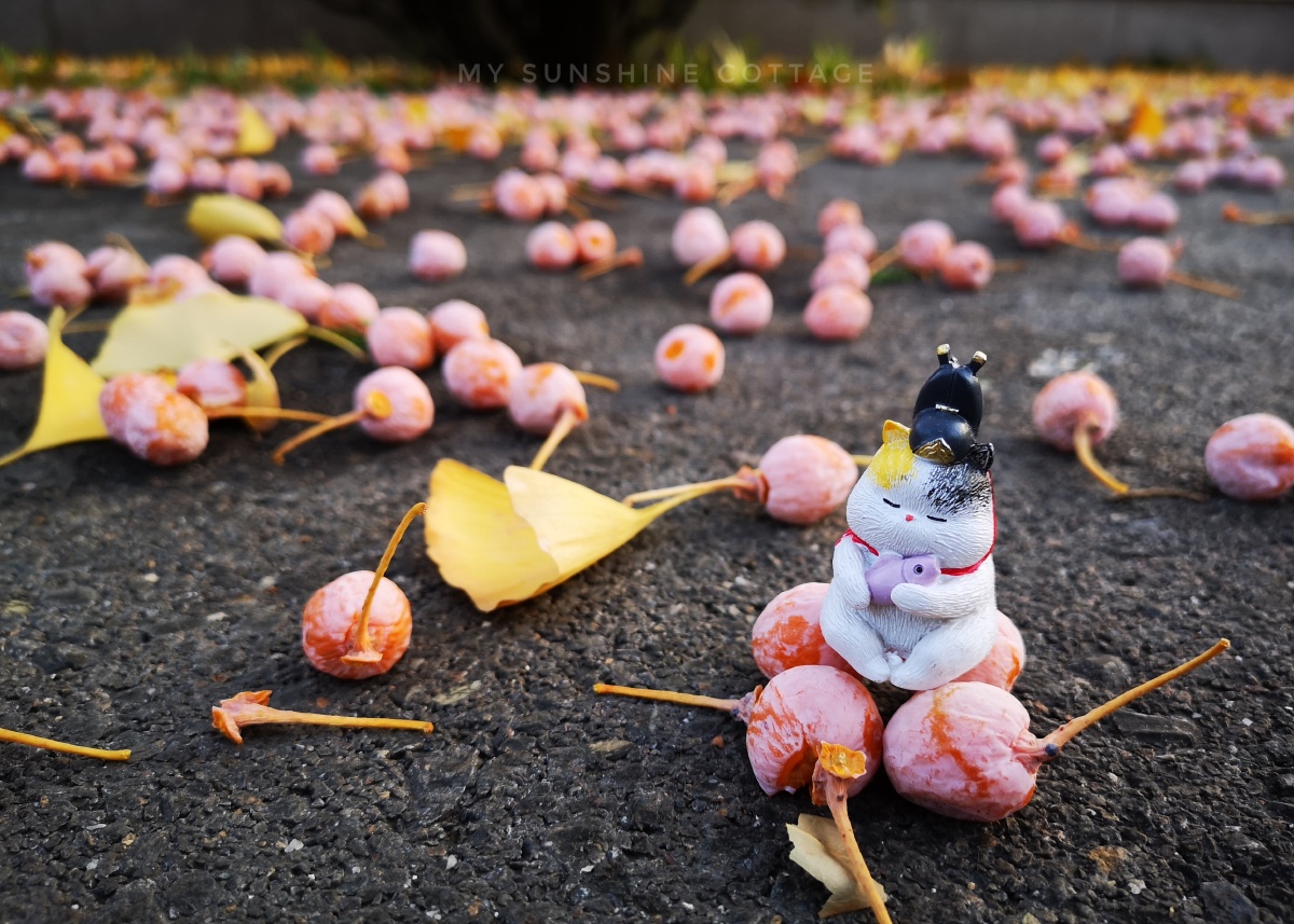 故宫猫系列我与银杏果合个影