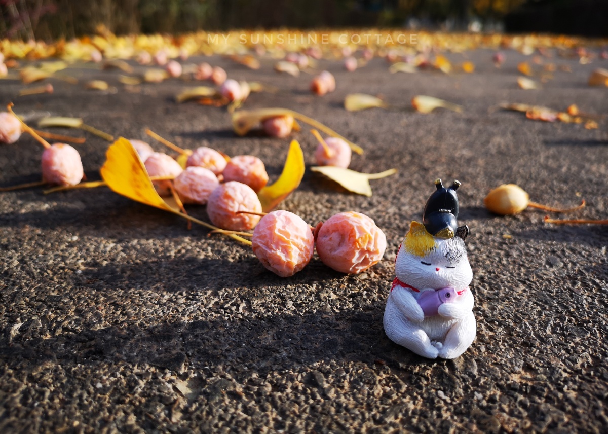 故宫猫系列我与银杏果合个影