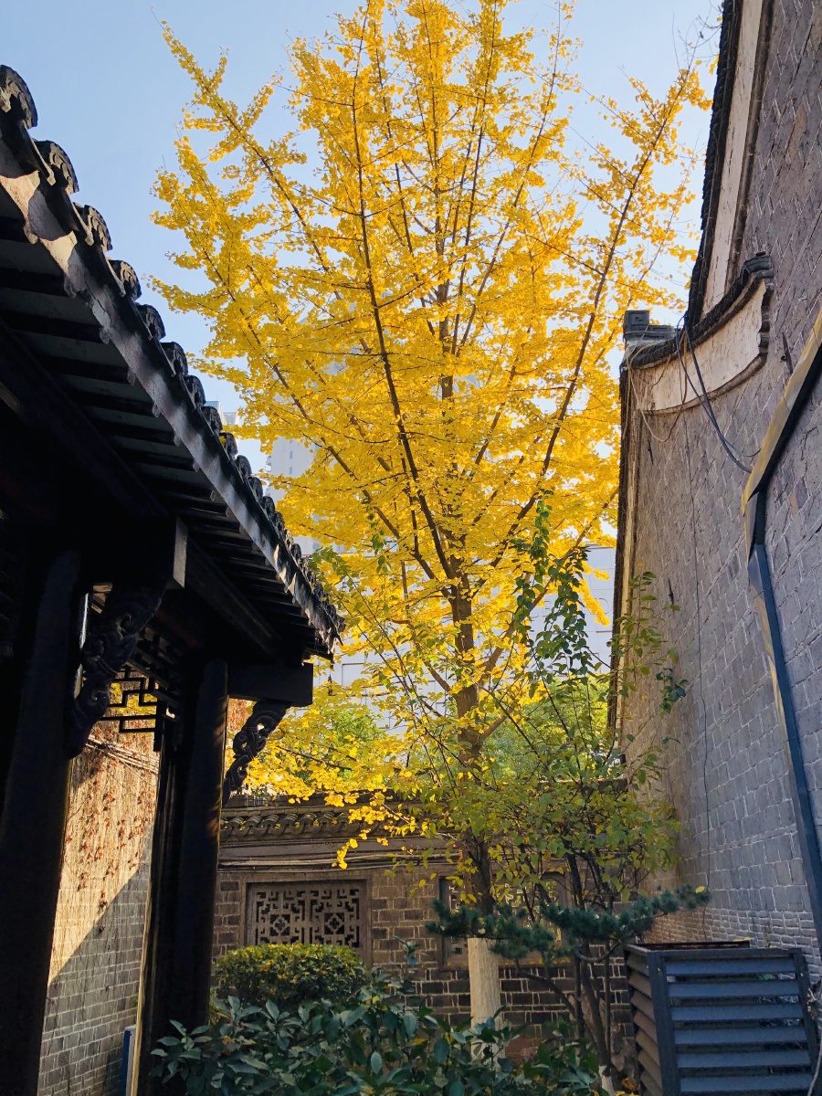 鸭脚叶青银杏肥,双鸠和梦立多时.日长庭院无人到,呼雨呼晴总不知