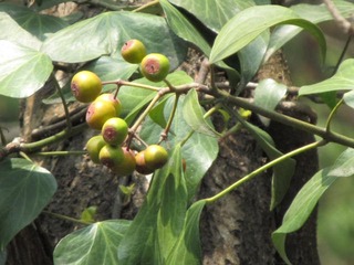 黄花河 050