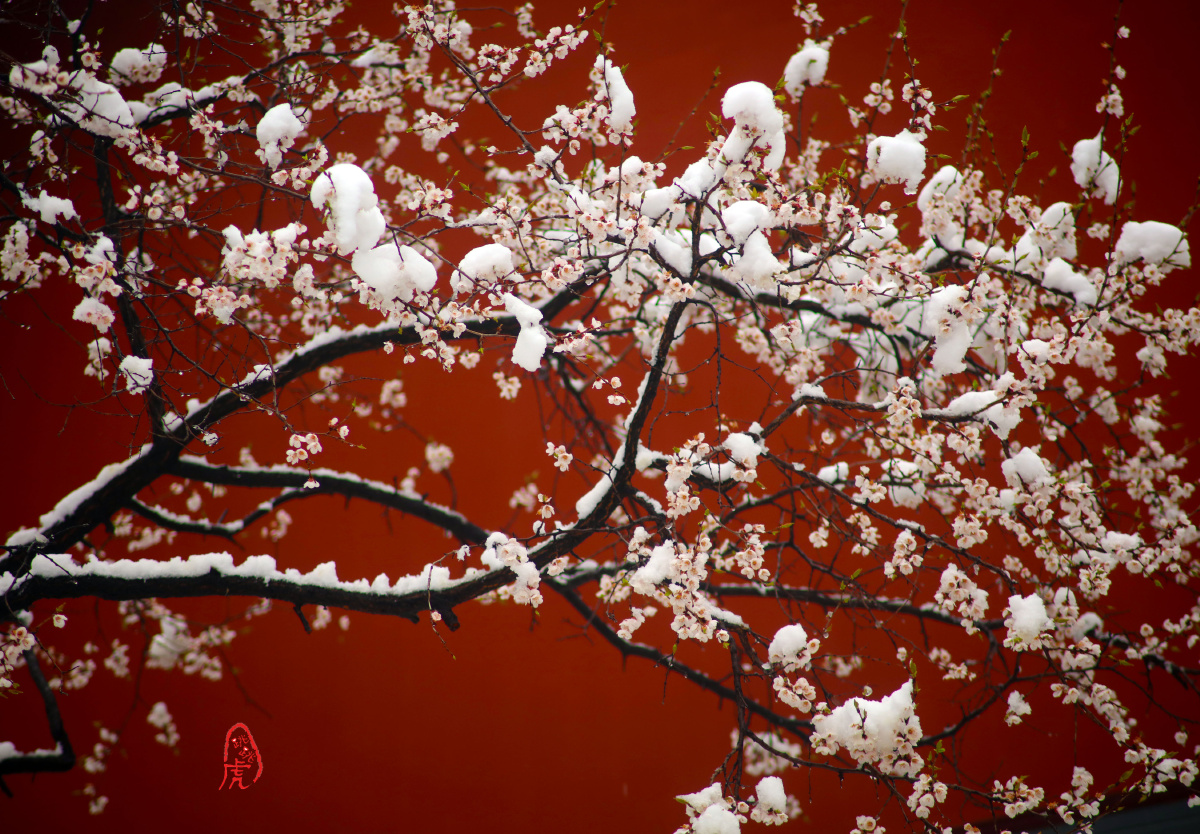 瑞雪梅花