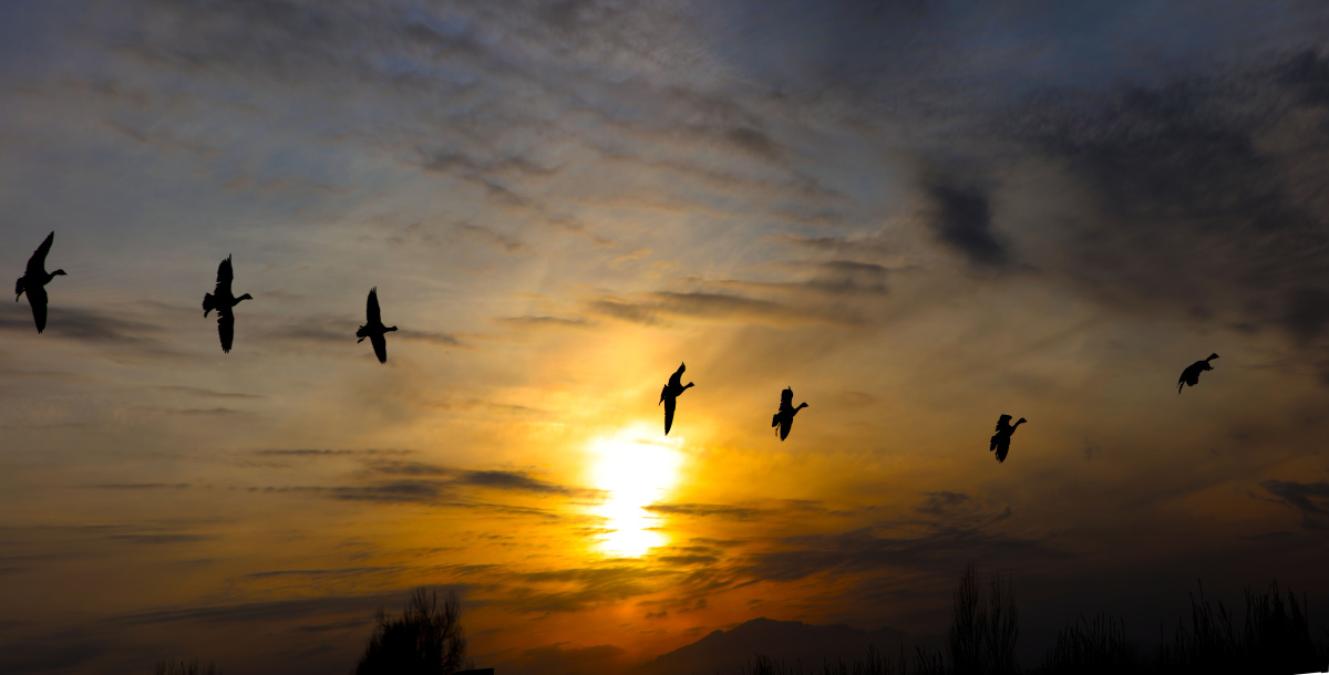 抓拍夕阳鸟归巢