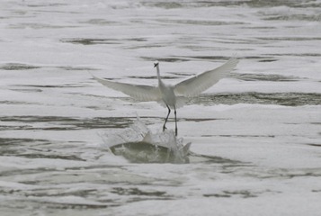 IMG_20161008_073649