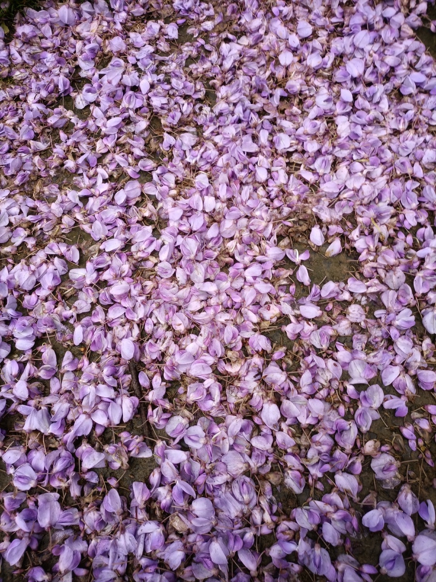 落花满地