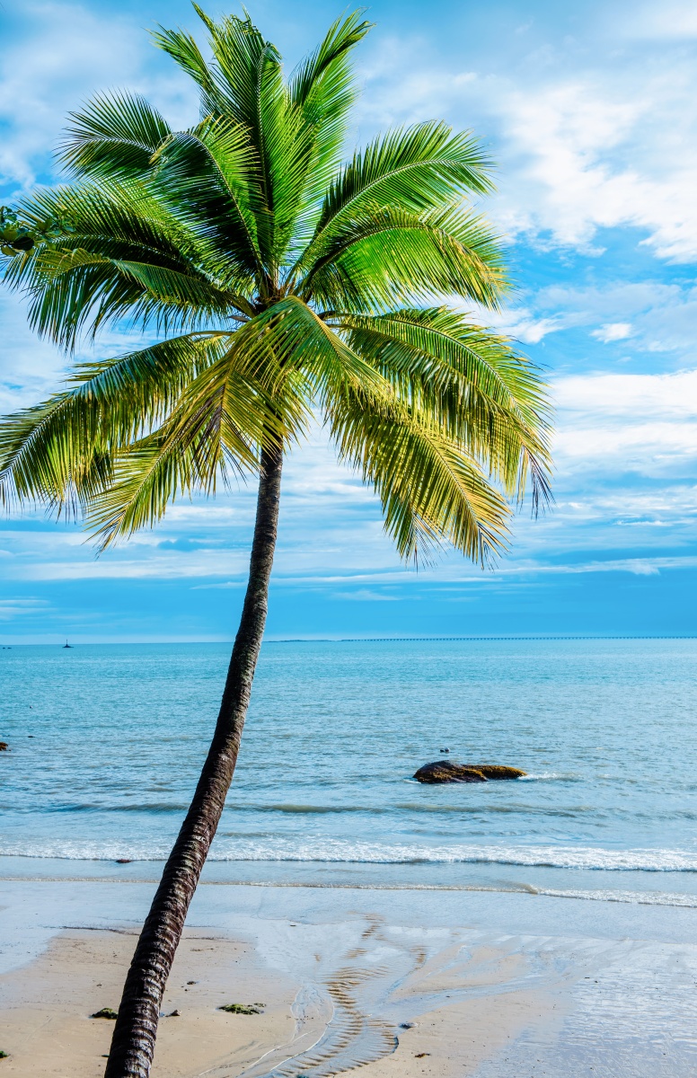 夏天的一棵椰子树