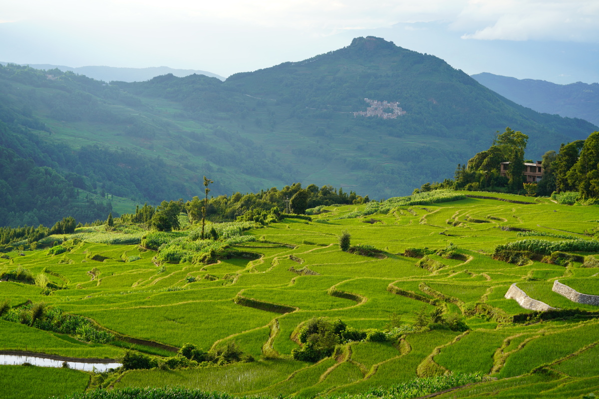 夏天的梯田