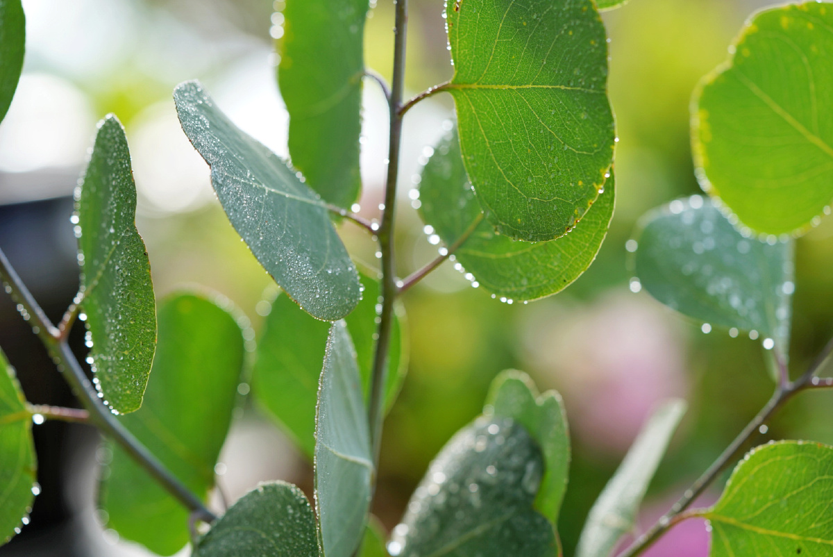苹果桉有股桉叶糖的味道 - 南山桂花 - 图虫