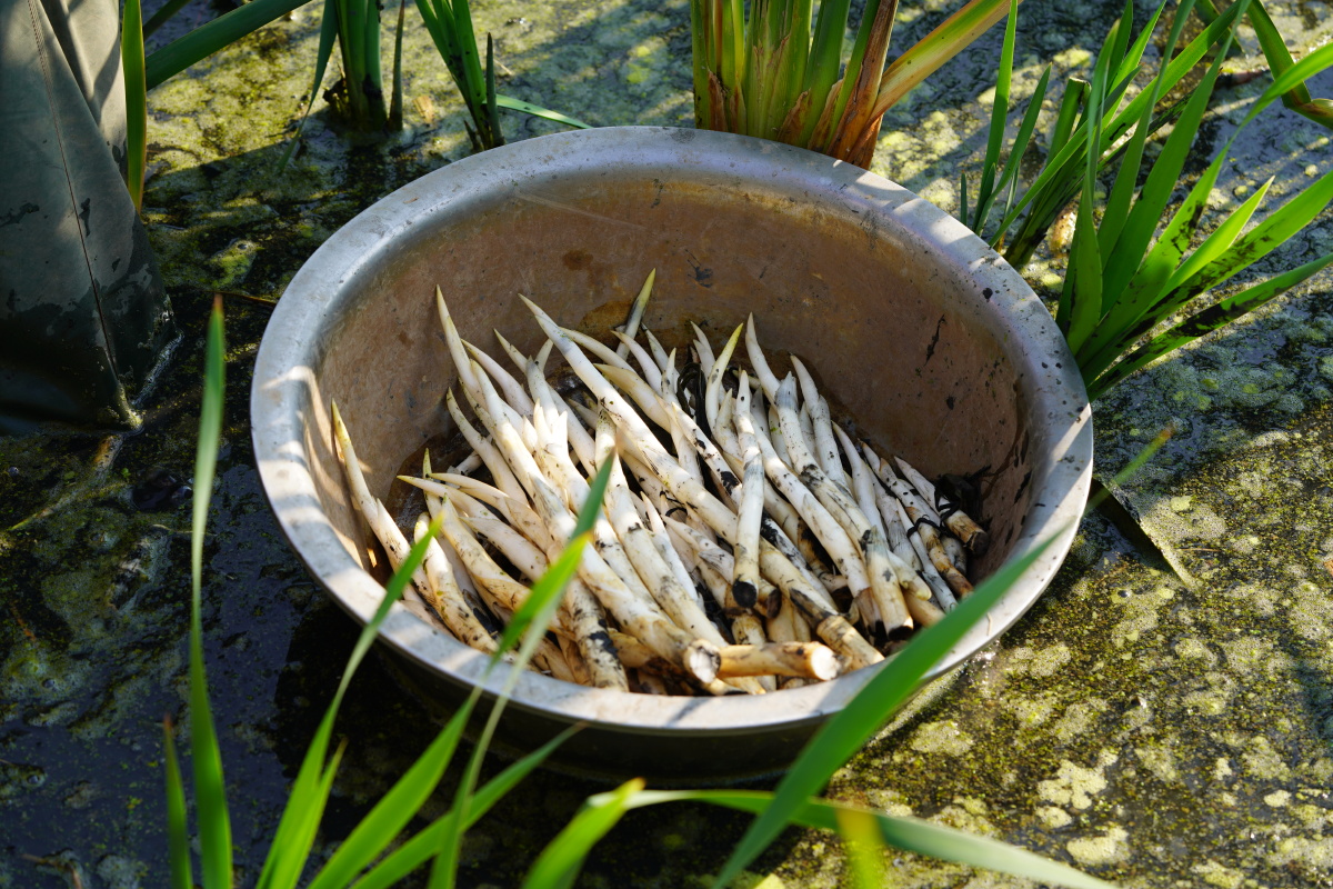 春在田间万物生发建水草芽田