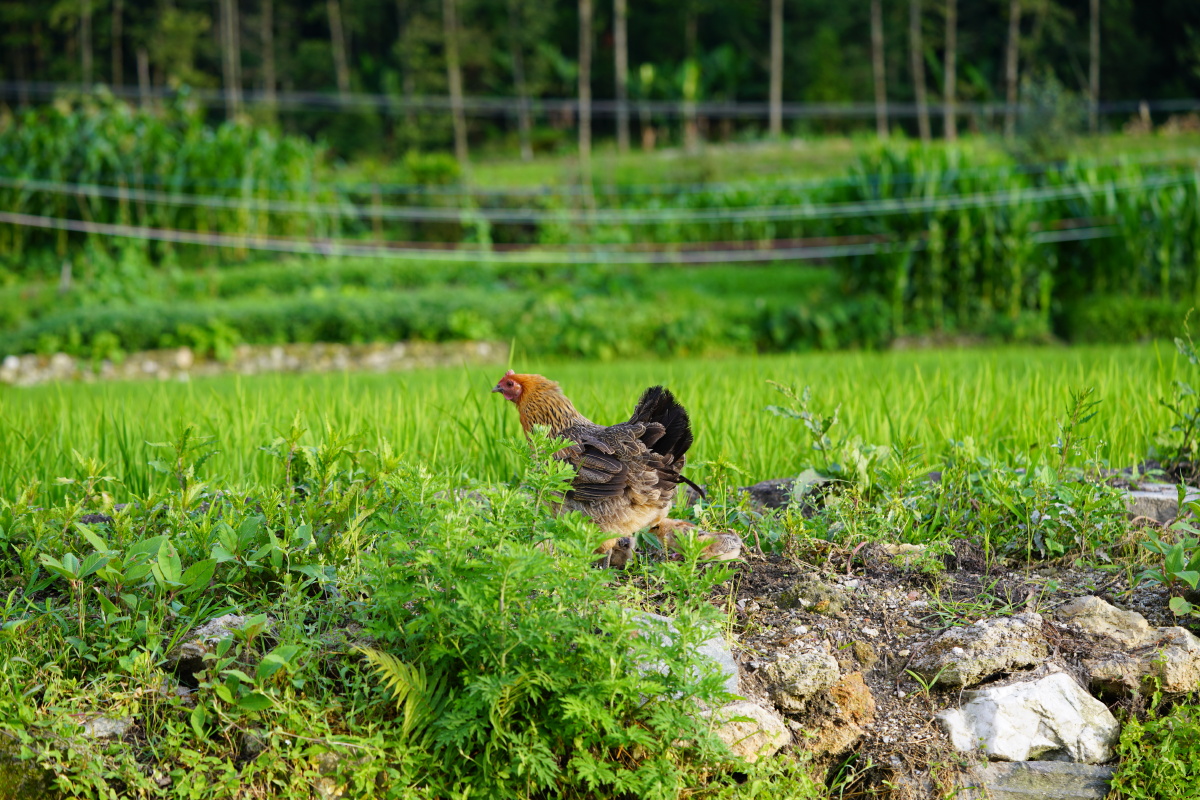 稻田生态鸡妈妈