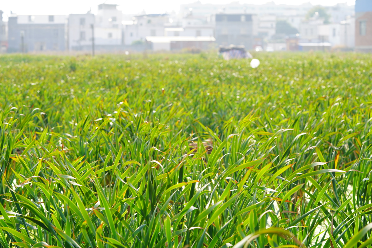 春在田间万物生发建水草芽田