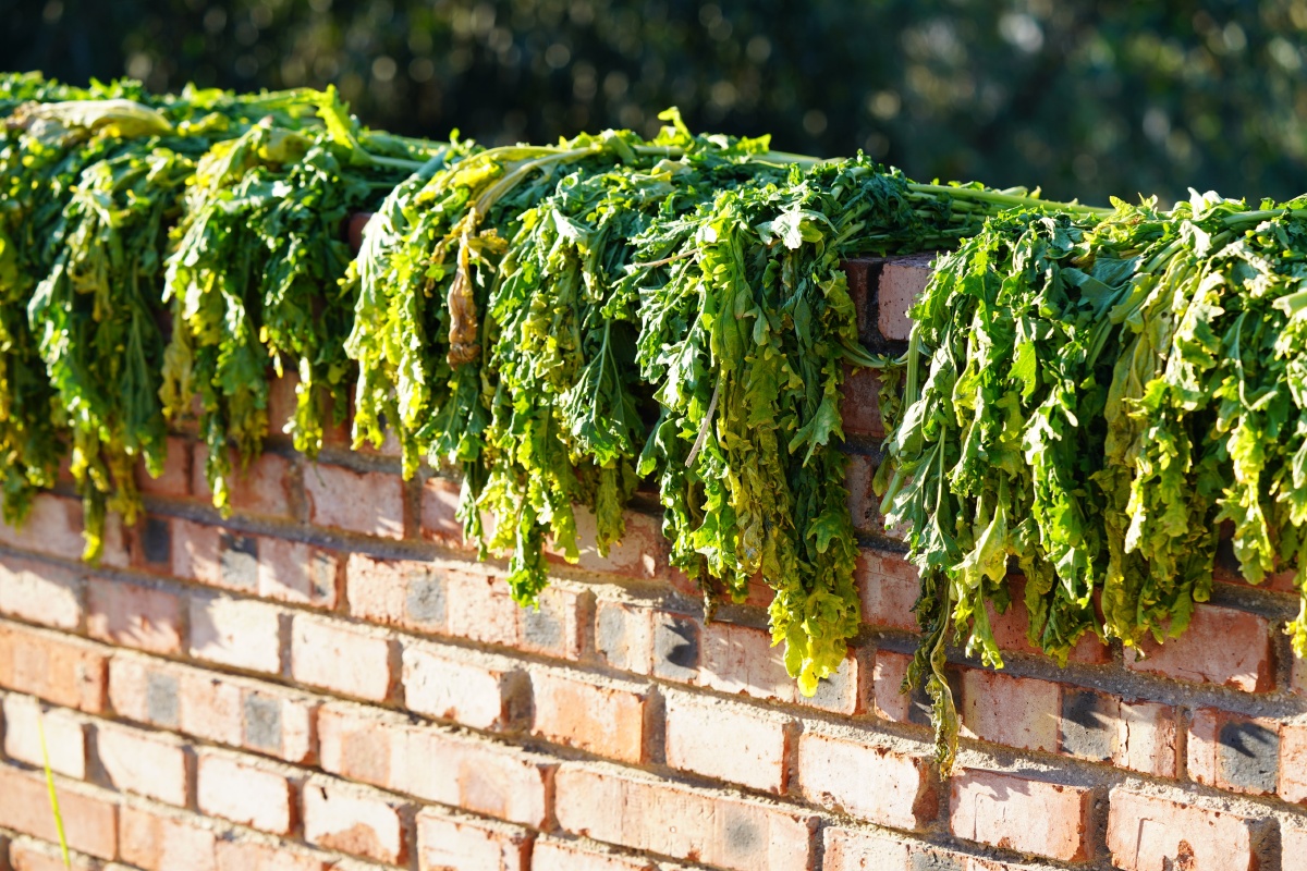 冬日里晒咸菜别有生意