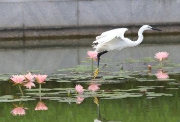 IMG_20160612_210401