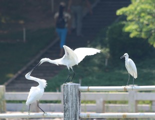 IMG_20160901_060905