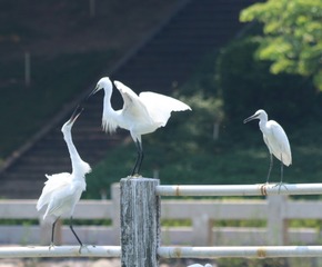 IMG_20160901_060737
