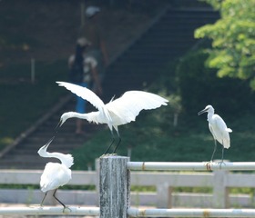 IMG_20160901_060626