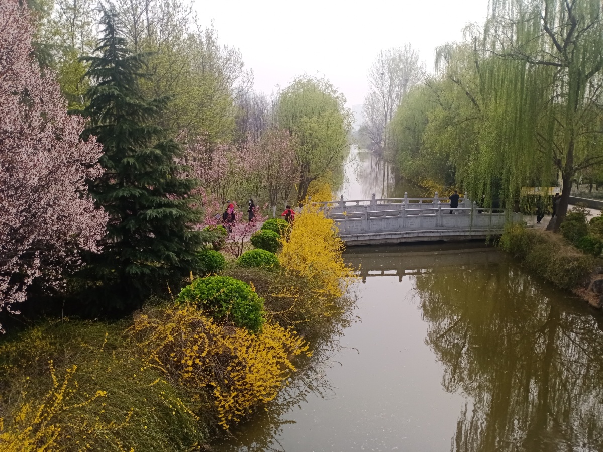 最美丽的春天洛阳隋唐遗址植物春光