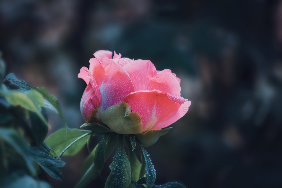 福建摄影圈一个风光摄影圈风光摄影圈唐怀瑟·电影滤镜花还没有人打赏