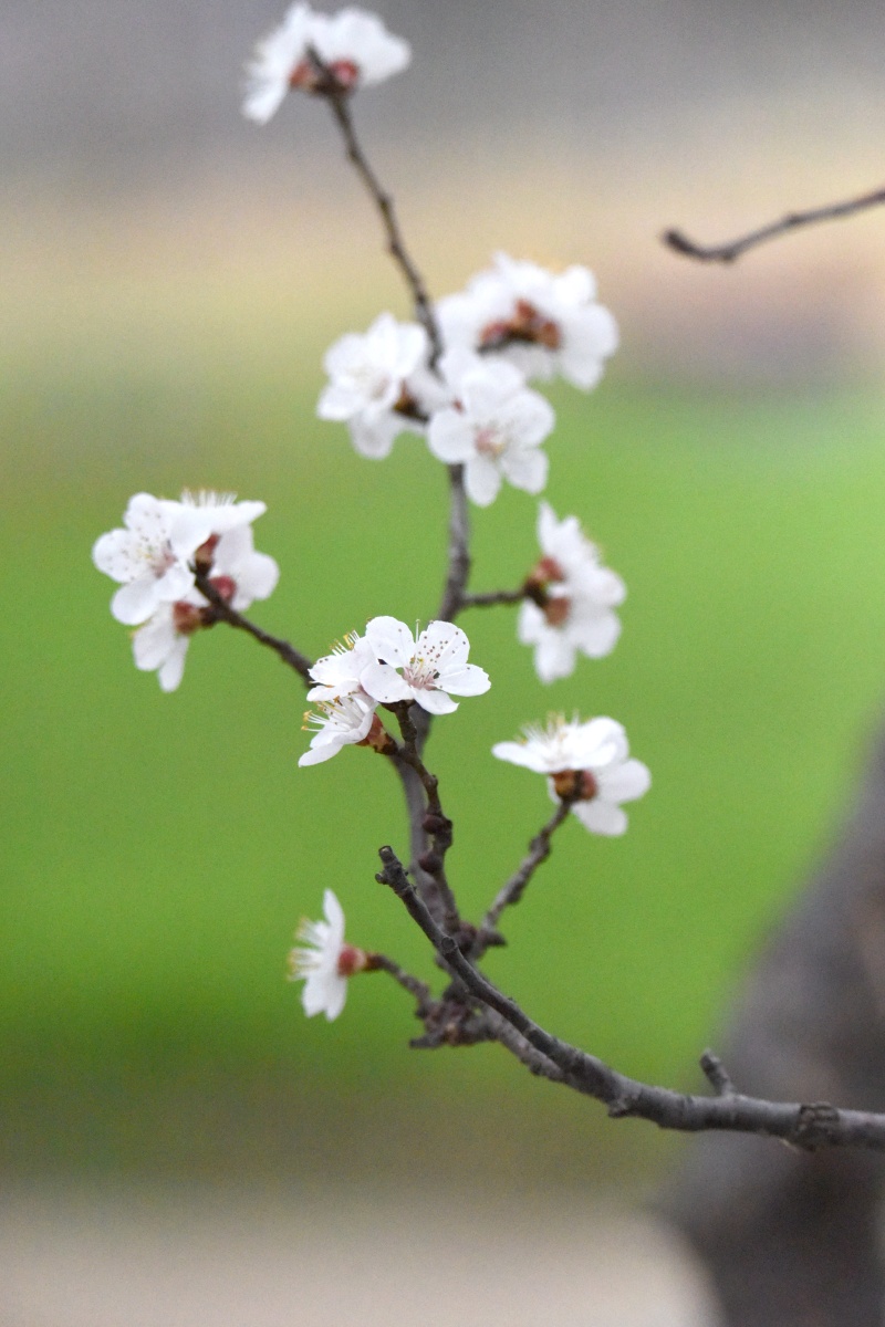 一枝杏花