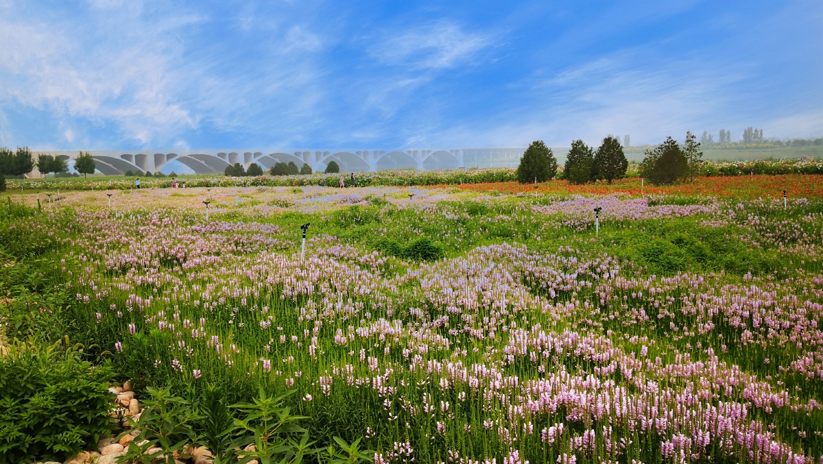 滹沱河花海