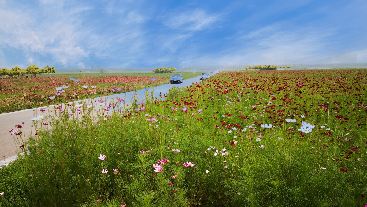 滹沱河花海