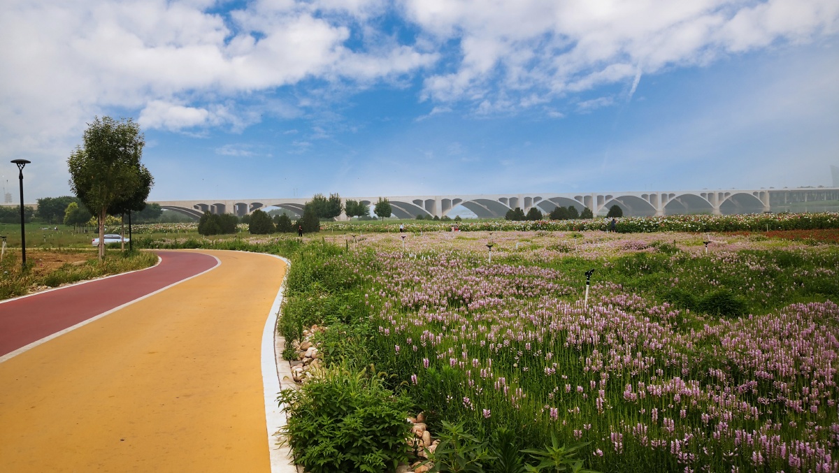 滹沱河花海