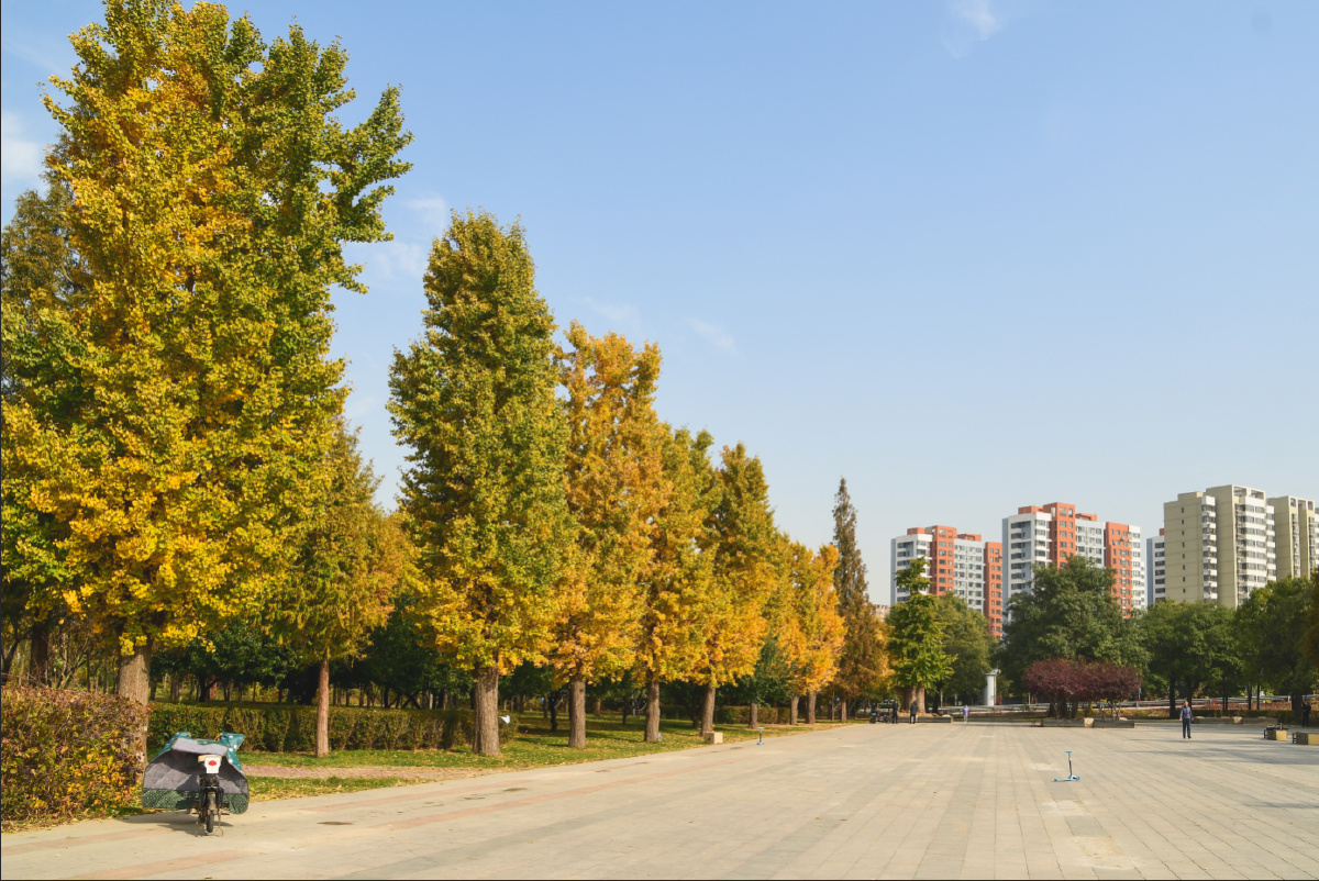 石家庄的千年银杏树