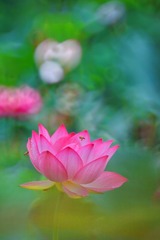 IMG_0045_