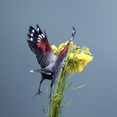 001