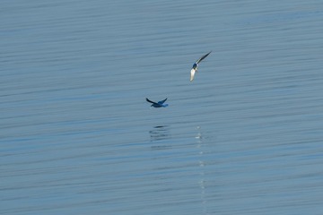 950D73C2-97E0-4530-B0F9-8543D9C2212C/L0/001