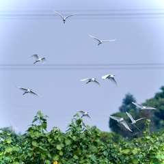 A77CED61-70C6-4B12-A017-913A16134249/L0/001